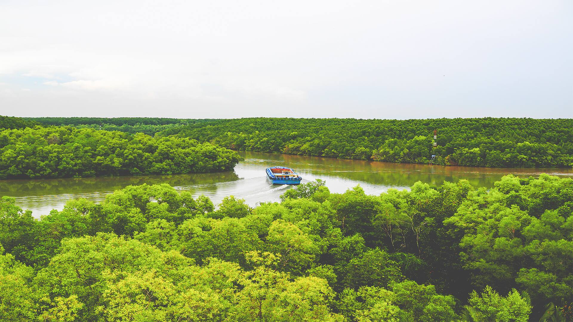 Go Green - Can Gio Mangrove Forest By Speedboat